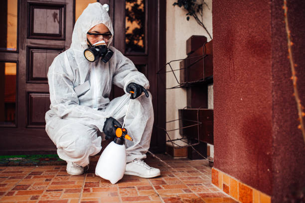 Attic and Crawl Space Rodent Treatment in Black Diamond